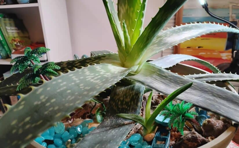 Aloe Plant’s First Baby